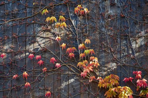 autumn vine leaves leaves