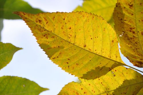 autumn yellow foliage