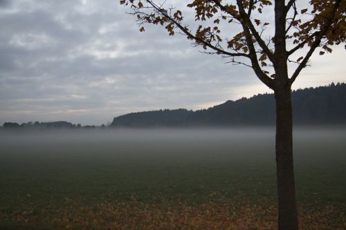 autumn silhouette nature