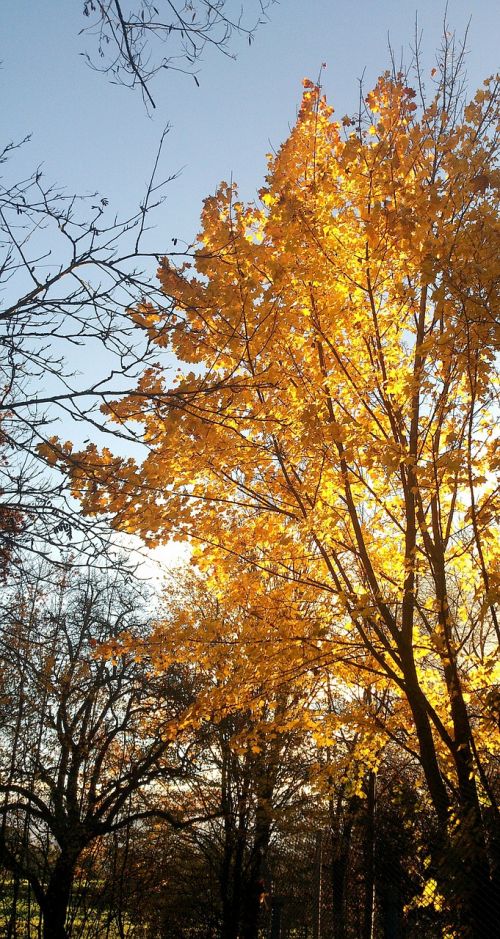 autumn yellow tree