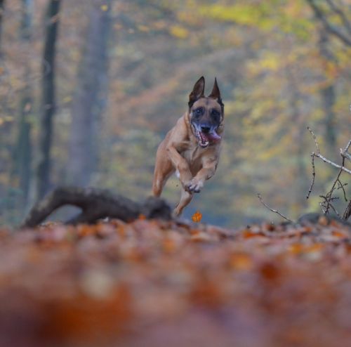 autumn dog running dog