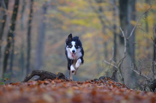 autumn dog running dog