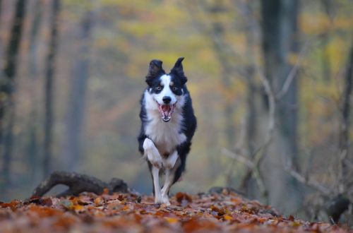 autumn dog running dog