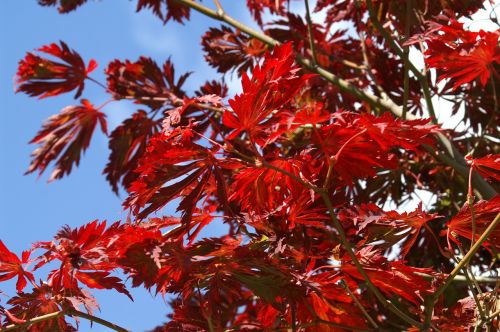 autumn japanese maple leaf