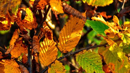 autumn holidays yellow