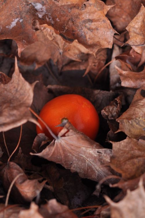 autumn foliage mandarin