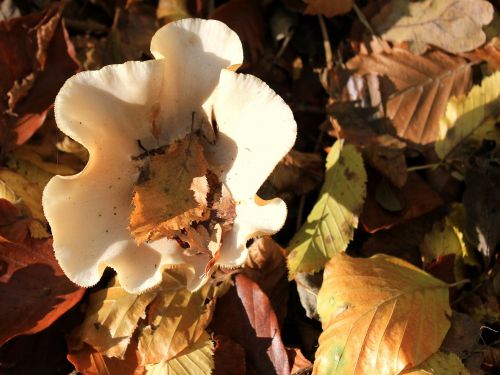 autumn mushroom garden