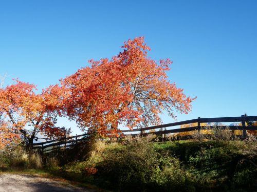 autumn tree fence