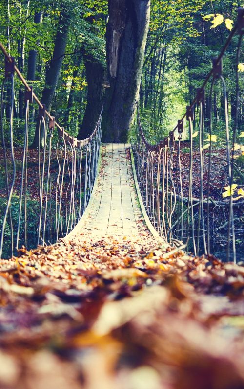 autumn leaves bridge