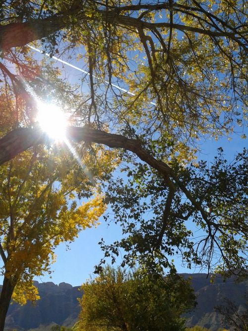 autumn tree sun