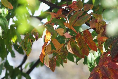 autumn leaves red