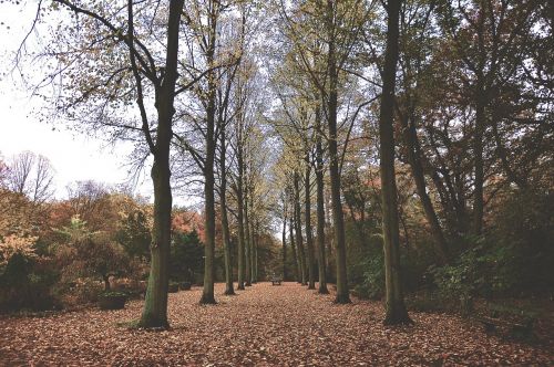 autumn fall leaves