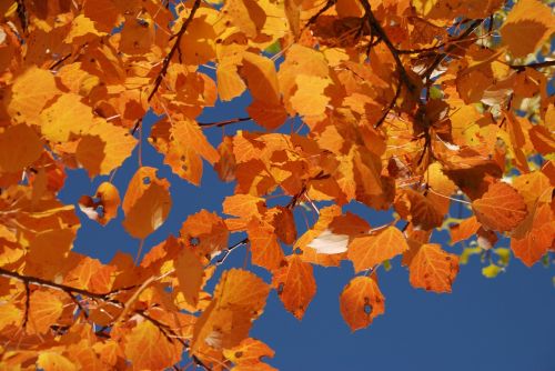 autumn ginkgo in xinjiang