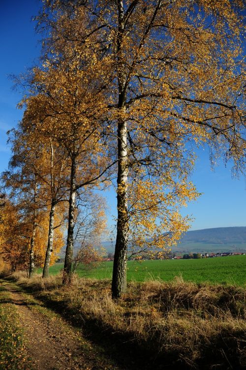 autumn leaves sunny