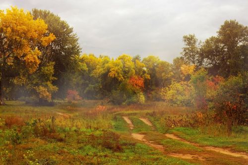 autumn trees gold