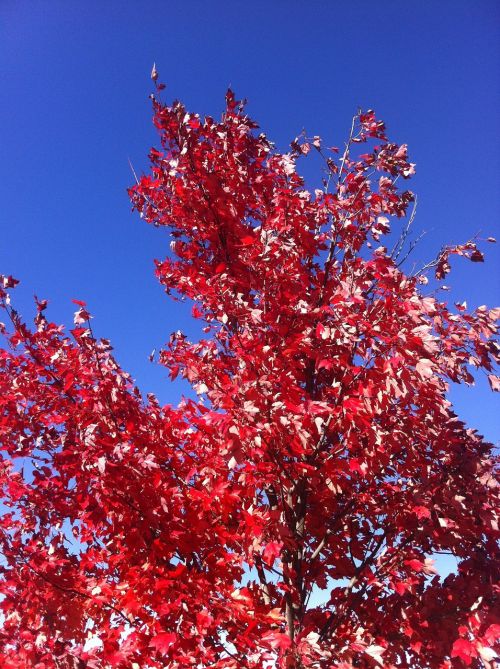 autumn tree nature