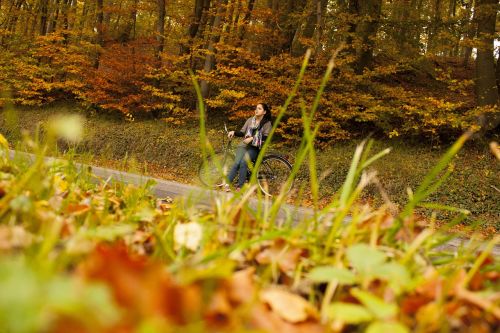 autumn forest biking