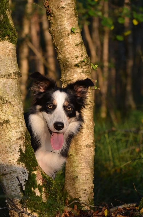 autumn dog nature