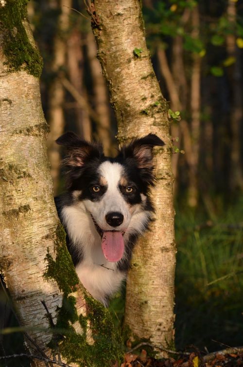 autumn dog nature