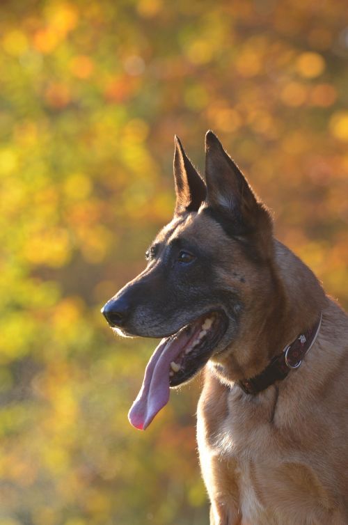 autumn malinois dog