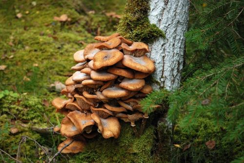 autumn mushroom moss