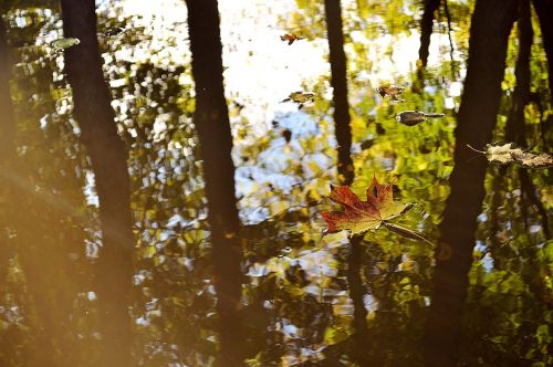 autumn leaf water