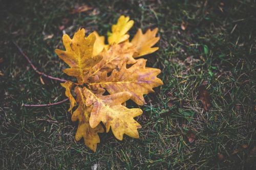 autumn fall oak