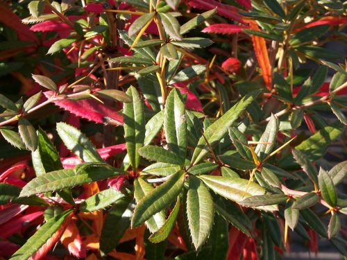 autumn plants leaves