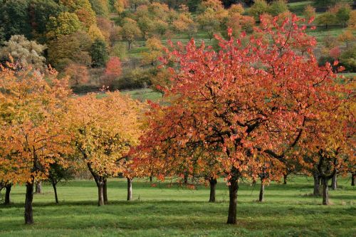 autumn cherry trees fall foliage