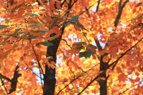 autumn hardwood sweden