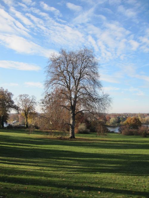 autumn tree meadow