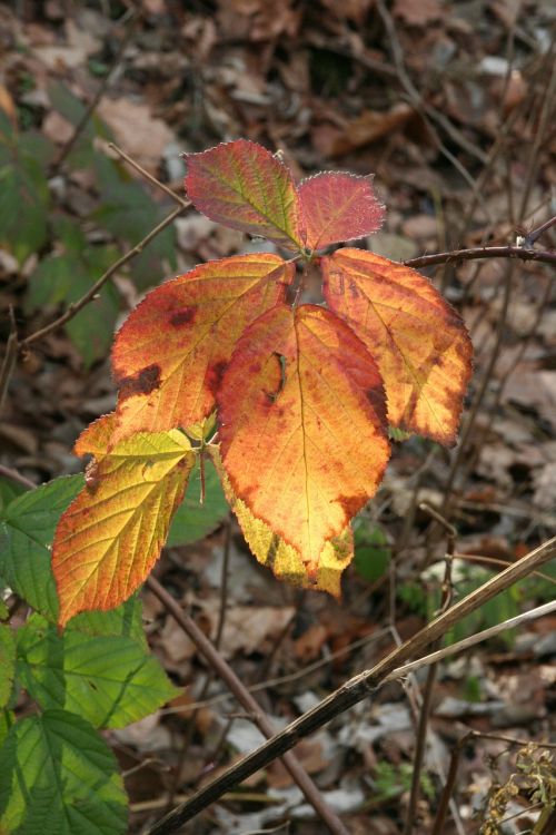 autumn leaves golden autumn