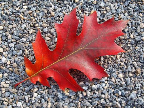 autumn leaf fall foliage