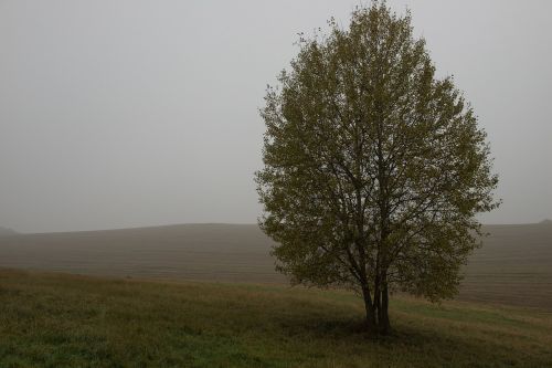 autumn tree the fog