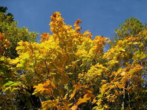 autumn sky blue tree