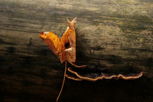 autumn leaf wood