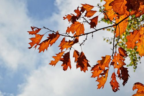 autumn leaves leaves in the autumn