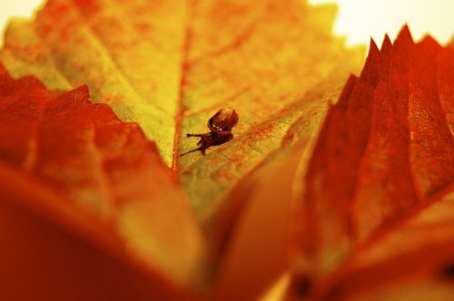 autumn october leaf