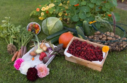 autumn harvest garden