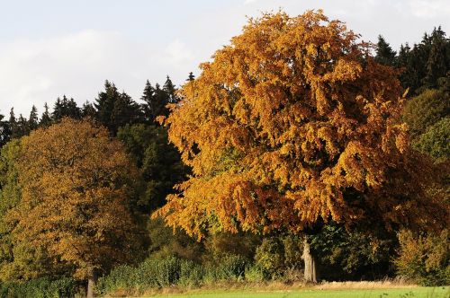 autumn fall color tree