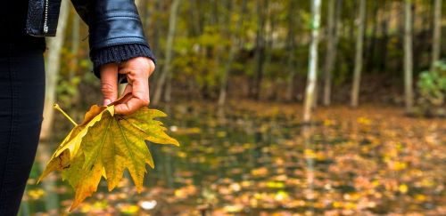 autumn yellow leaves