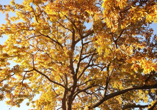 autumn golden tree