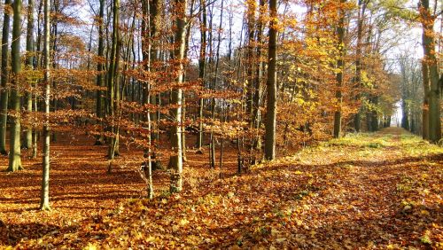 autumn woodland natural