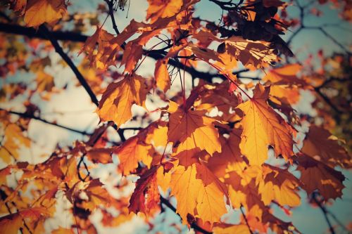 autumn leaves tree