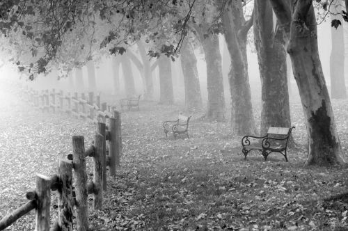 autumn fog landscape