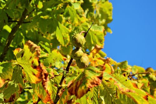 autumn chestnut tree