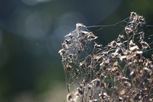 autumn spider webs jacob ragweed
