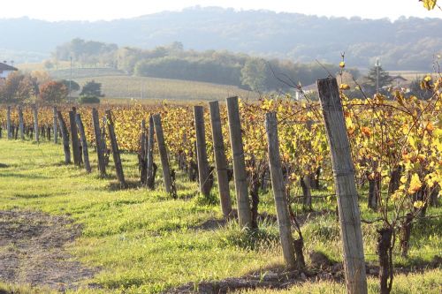autumn vineyard grapes