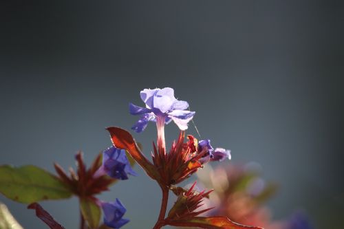 autumn flower blue