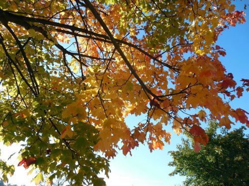 autumn emerge leaves